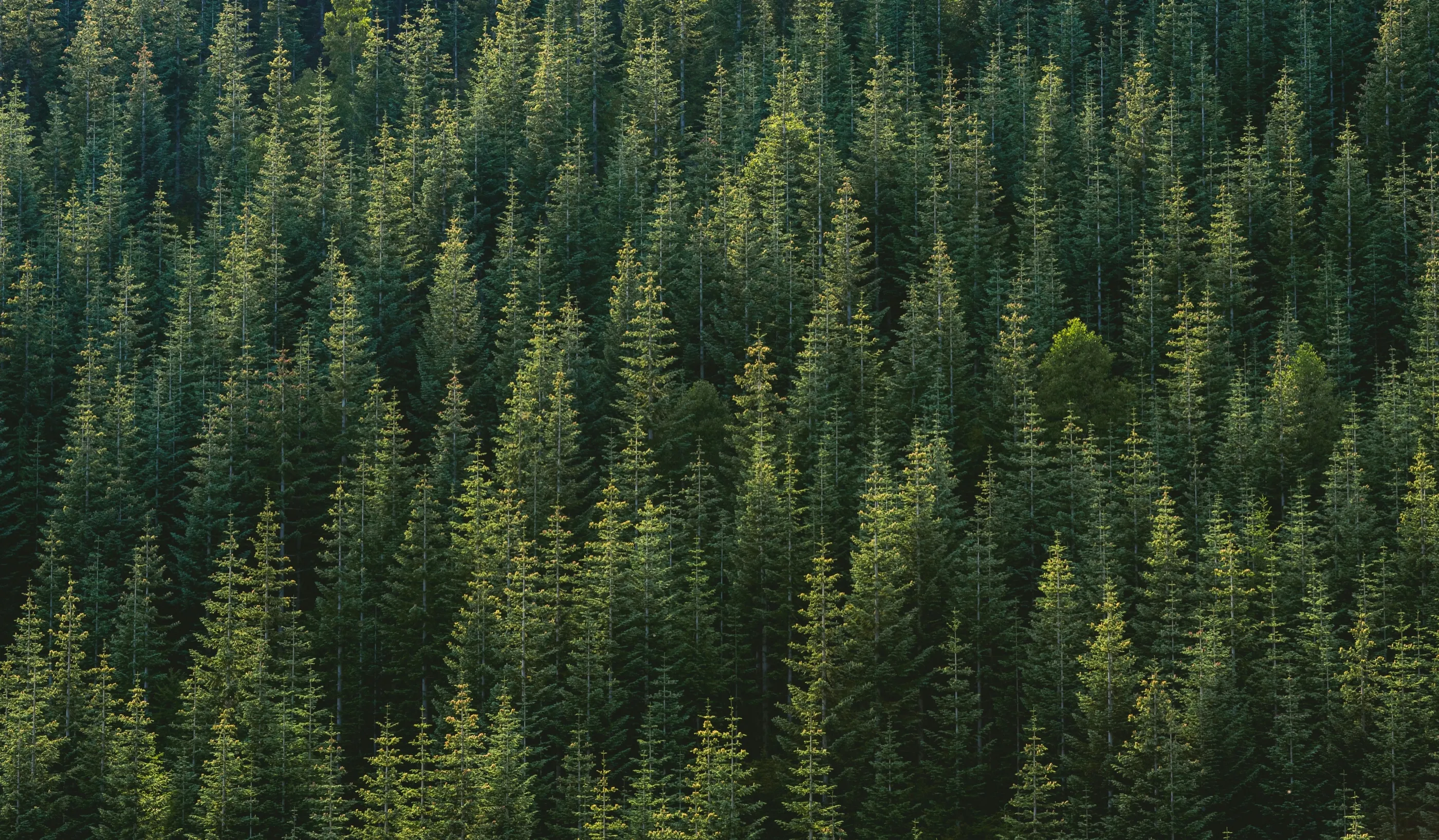 A dense pine forest seen from above