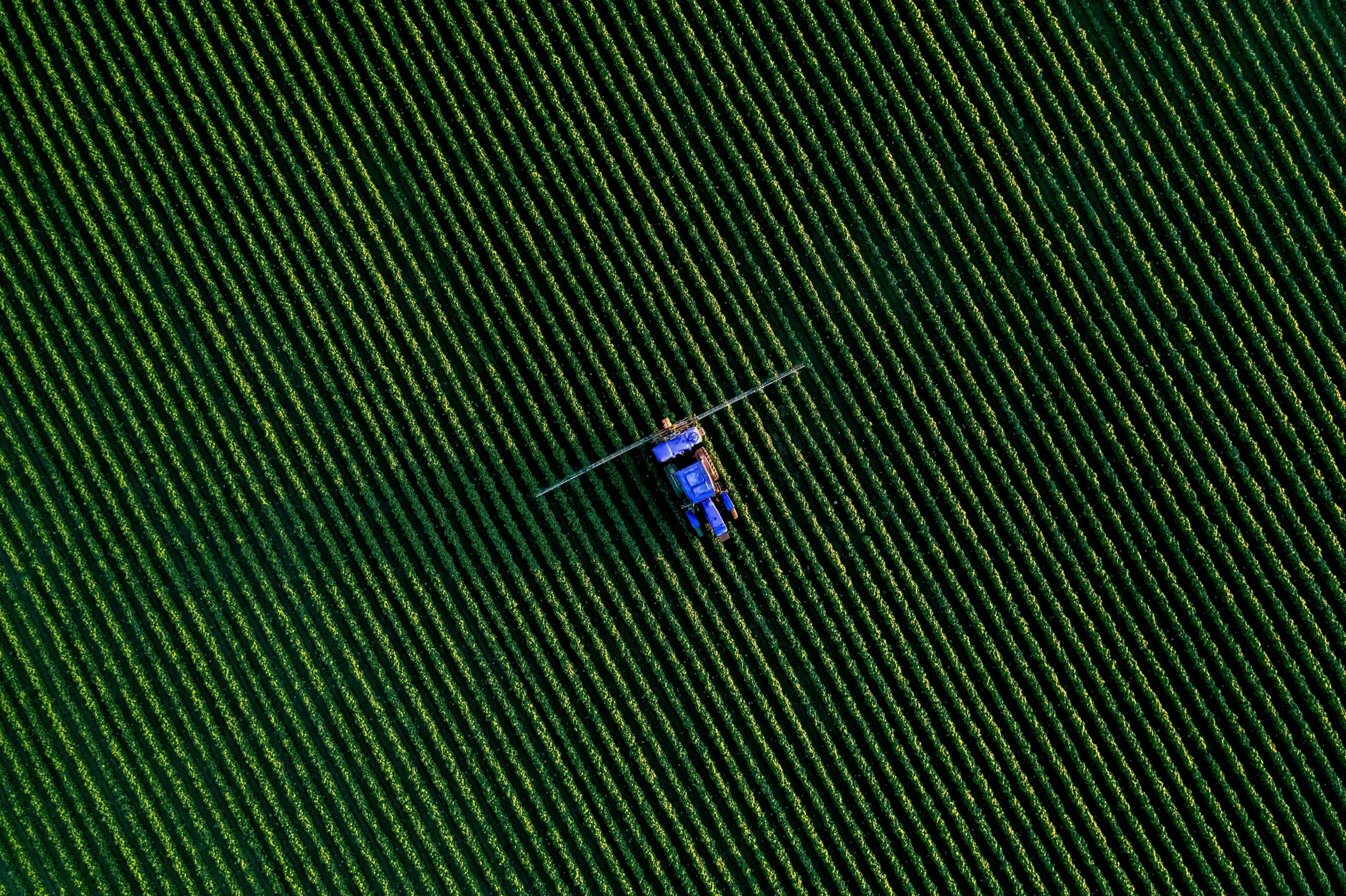 A tractor spraying rows of crops, seen from directly above
